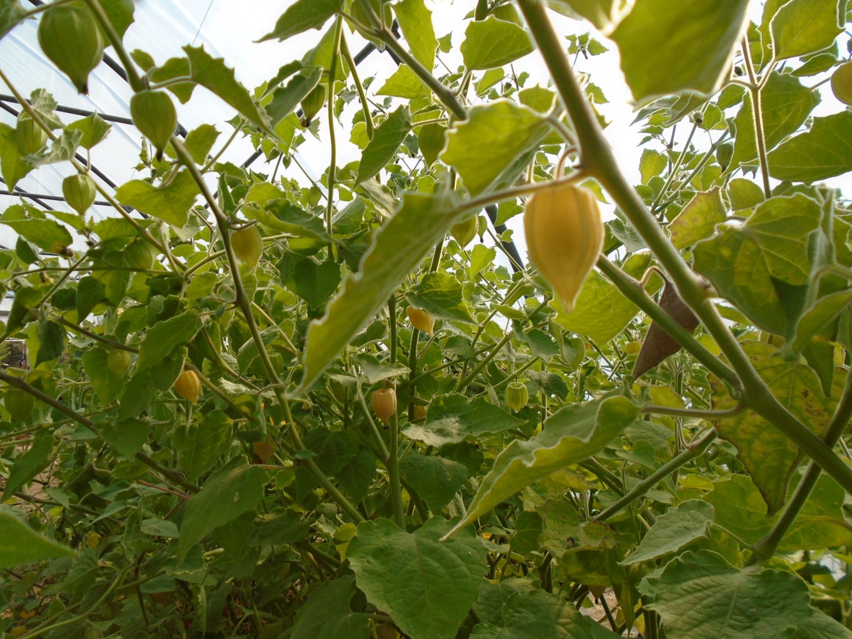 physalis