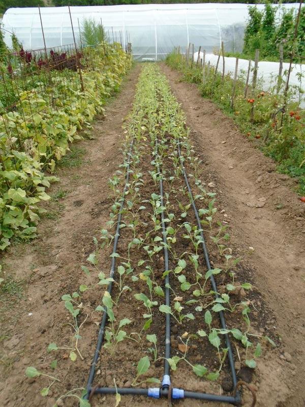 plantando huerta de otoño_2