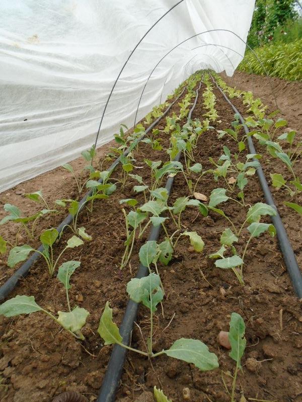 plantando huerta de otoño_3