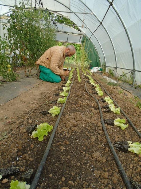 ​proceso lechugas en invernadero verano_3