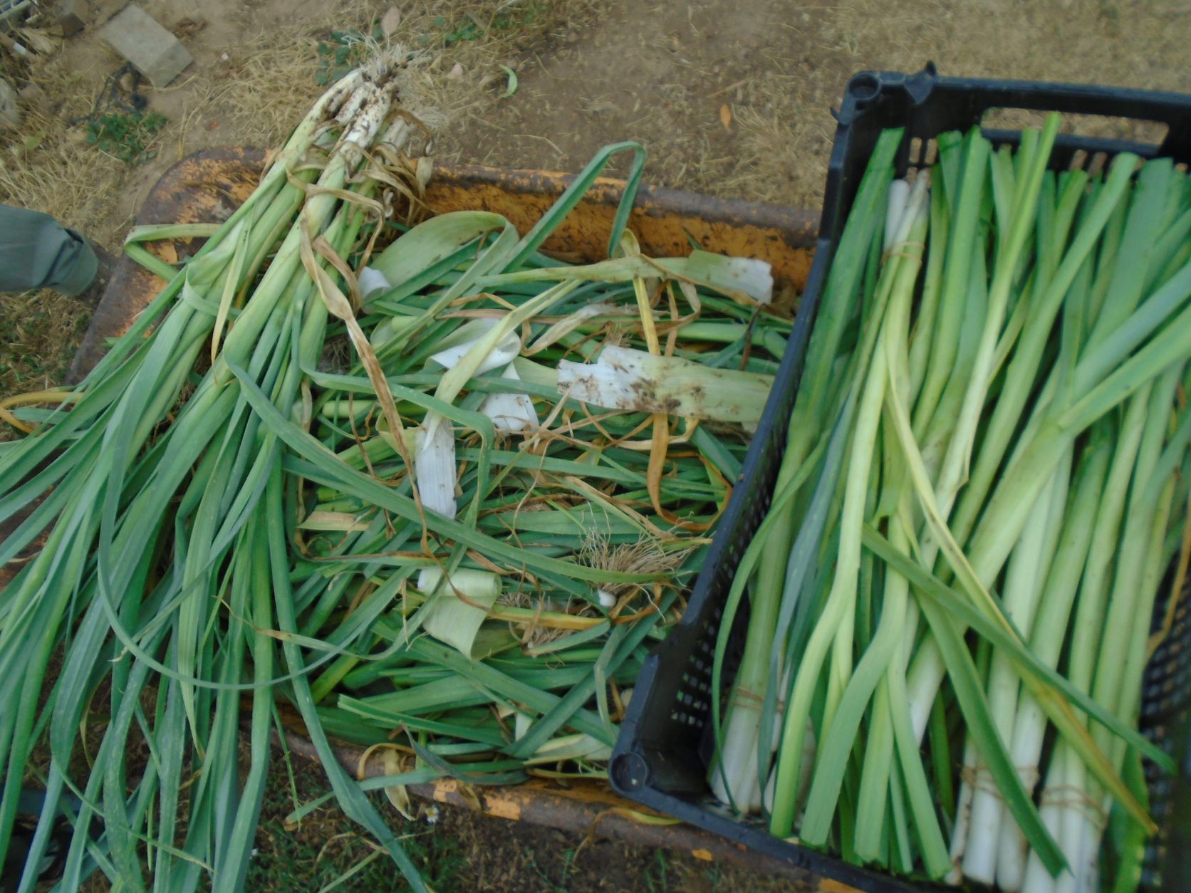 preparando puerros