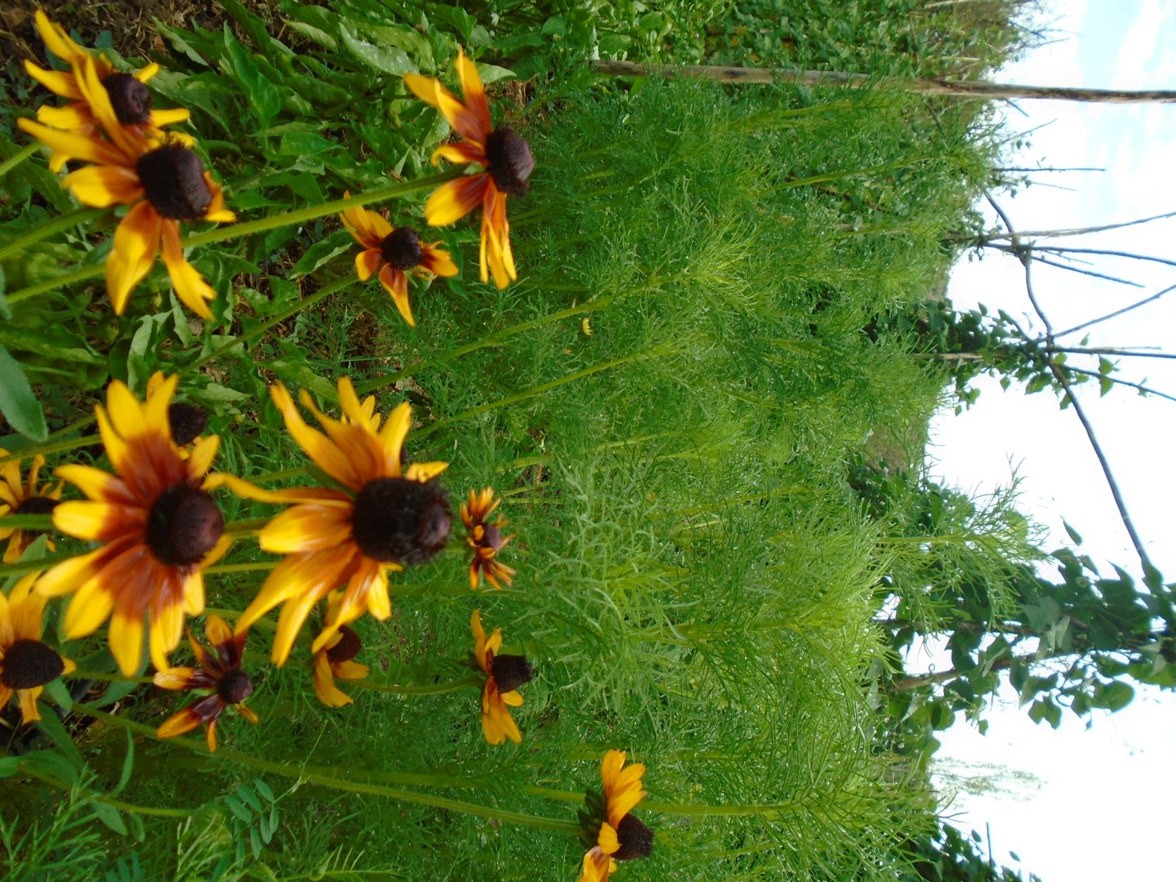 rudbeckia