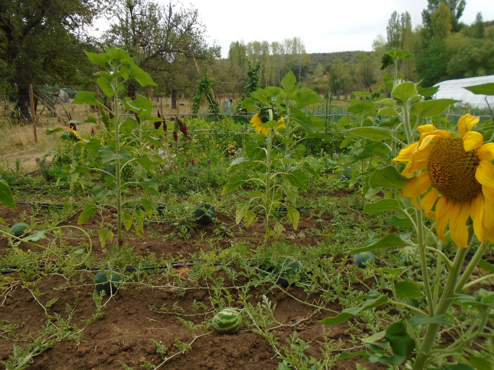 sandías y girasoles