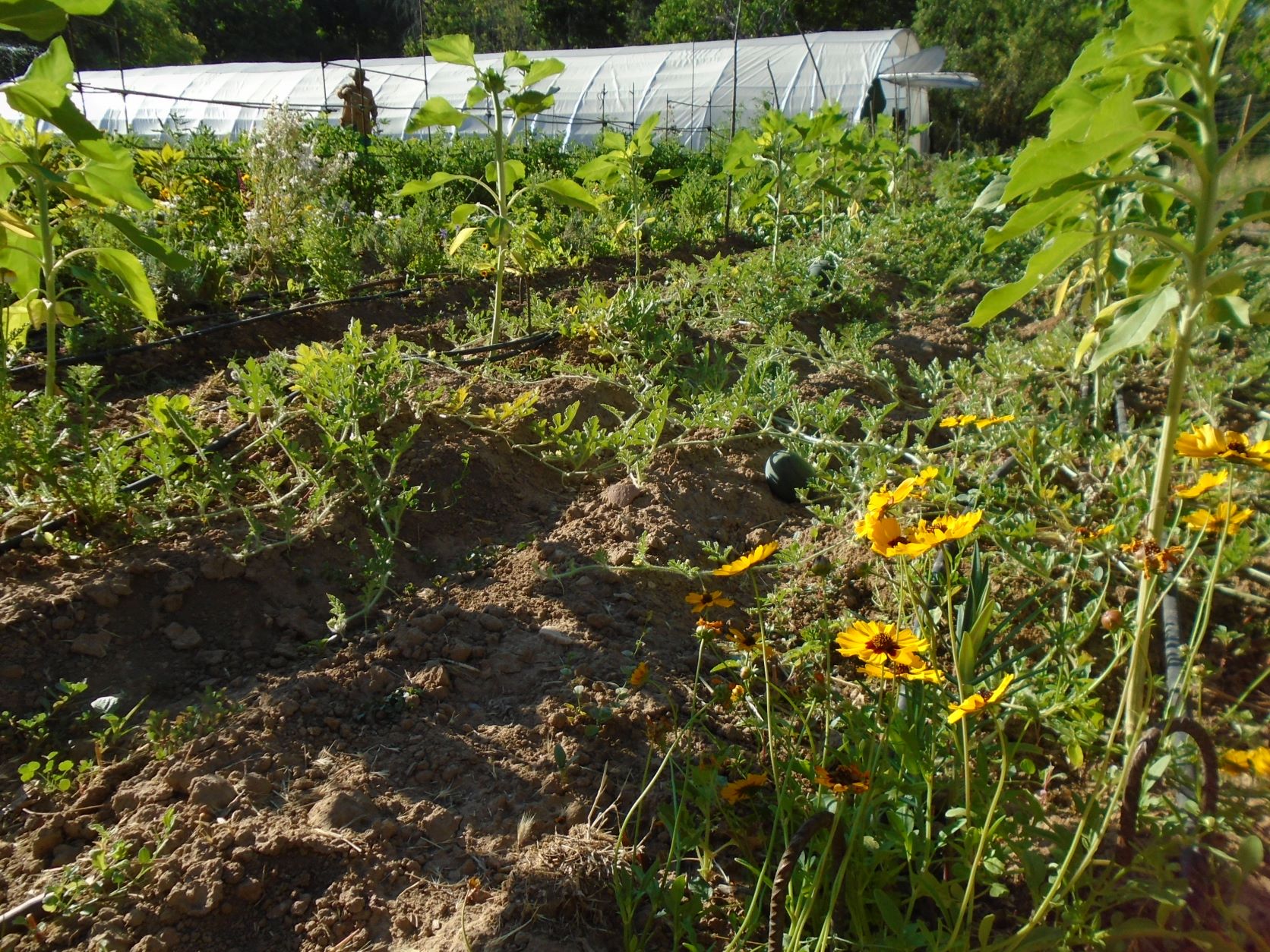 sandía con coreopsis en primer plano