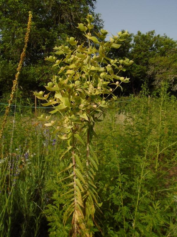 hierba topera en flor