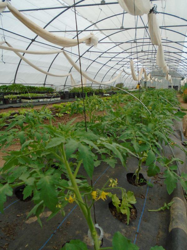 semilleros, invernadero en mayo, tomates