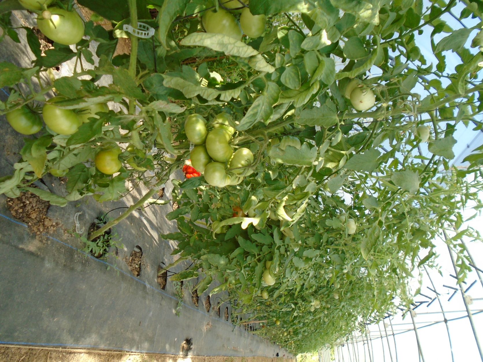 tomate cuarenteno en invernadero