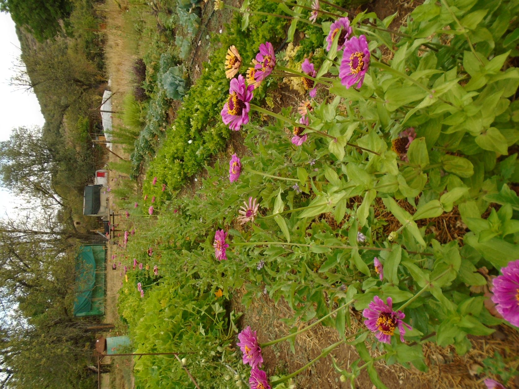 zinnias