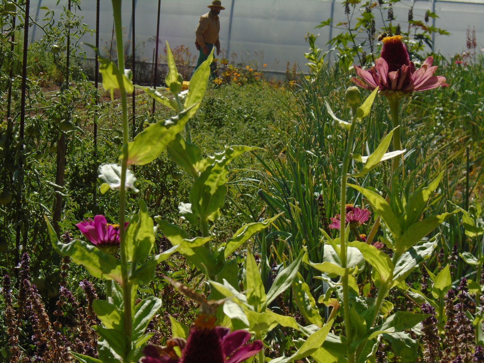 zinnias