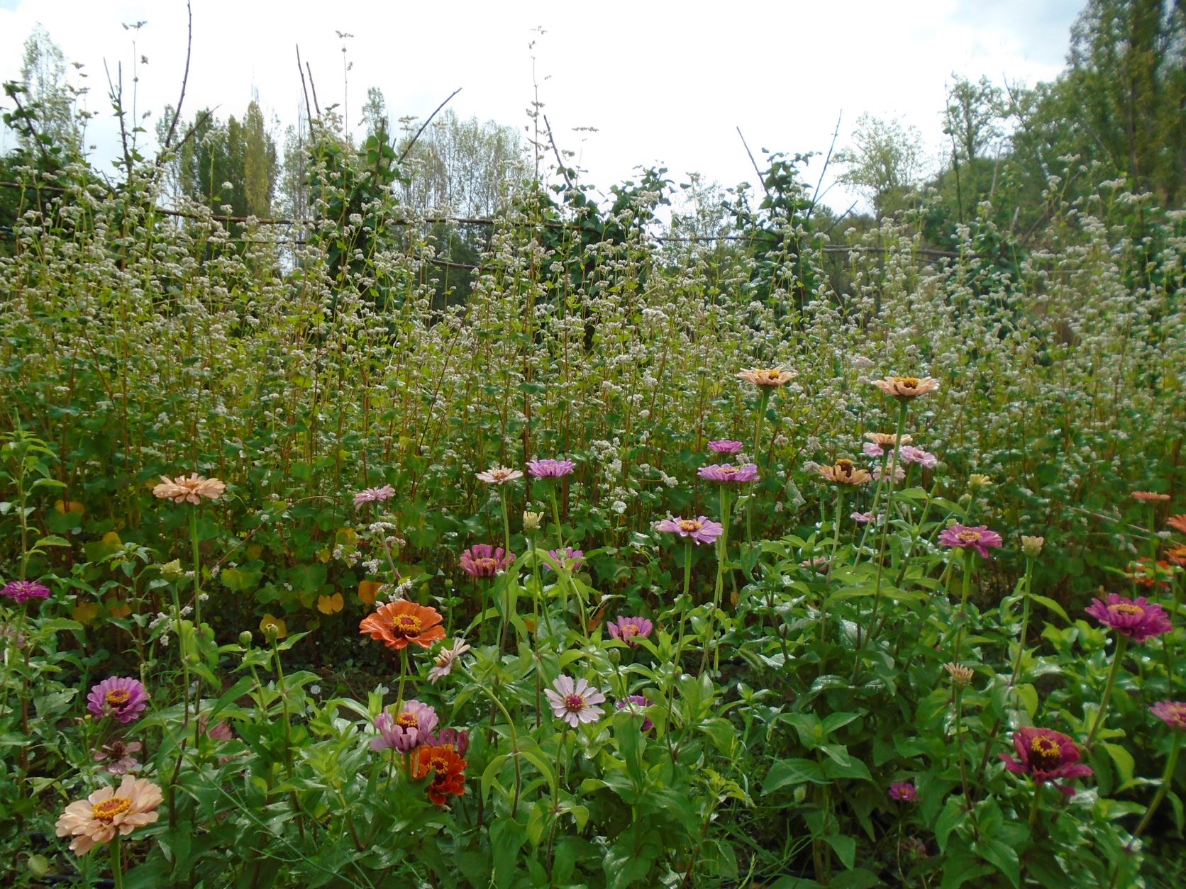 zinnia y trigo sarraceno