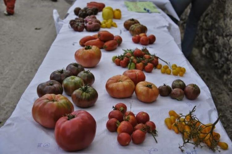 Exposición de tomates