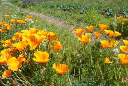 flores de primavera_1