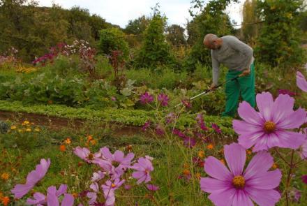 octubre con cosmos