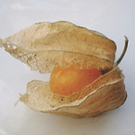 Physalis