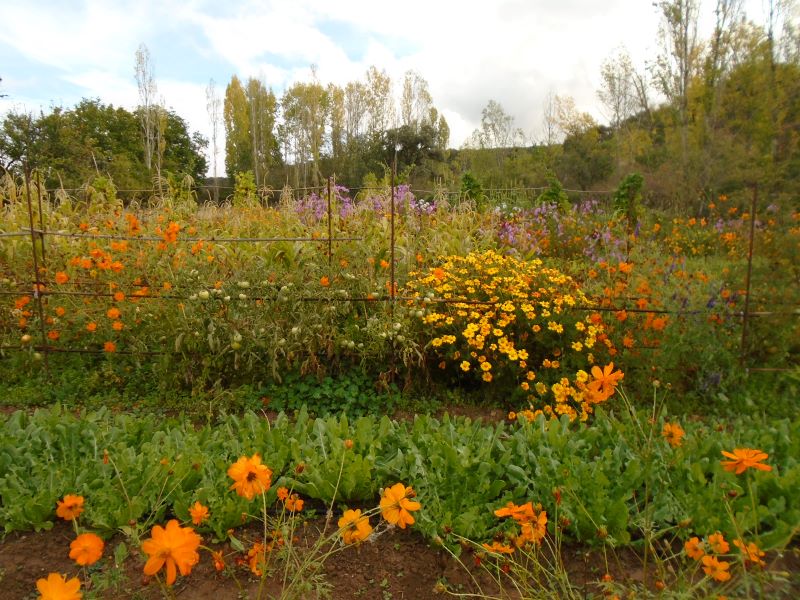 colores de la huerta veroño_9