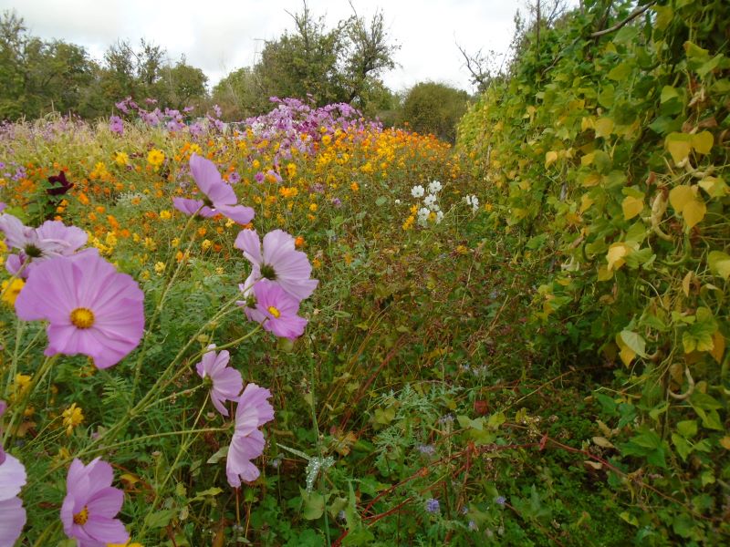 colores de la huerta veroño_10