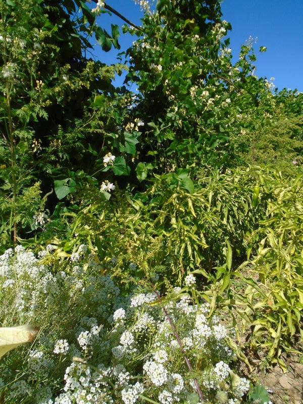 colores de la huerta veroño_17