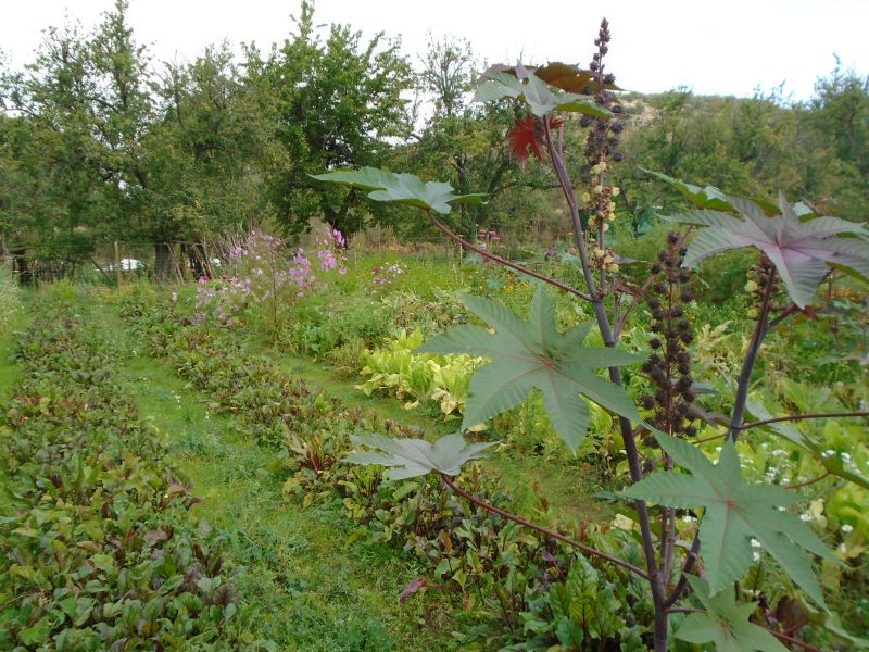 colores de la huerta veroño_13