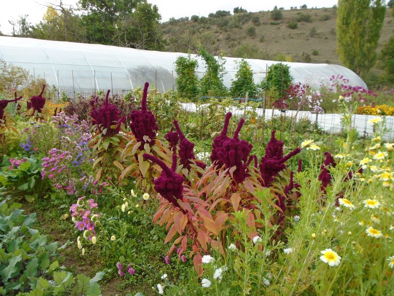 colores de la huerta veroño_14