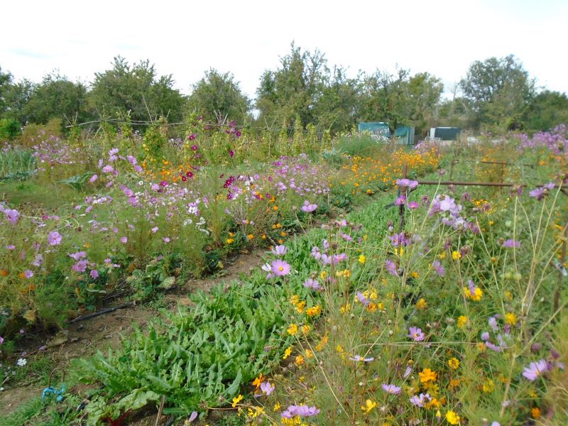 colores de la huerta veroño_16