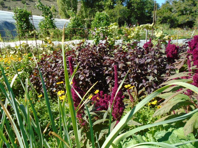 colores de la huerta veroño_4