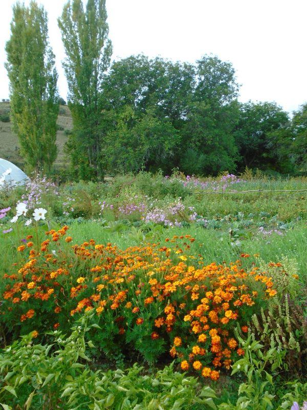 colores de la huerta veroño_5