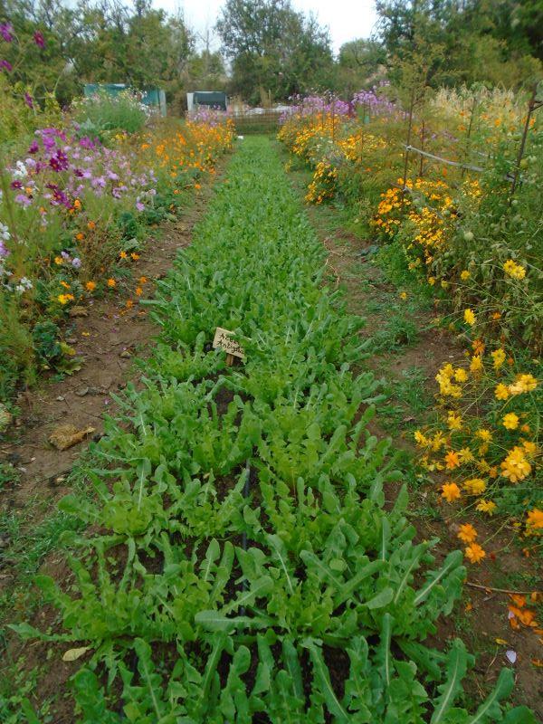 colores de la huerta veroño_6