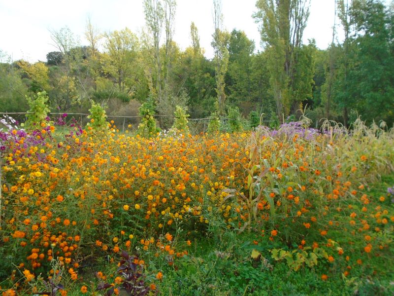 colores de la huerta veroño_7