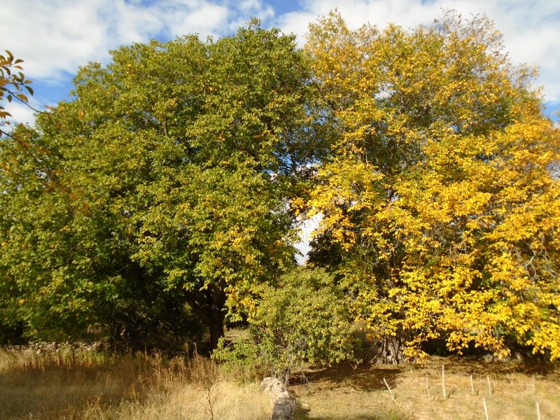 colores de la huerta veroño_8