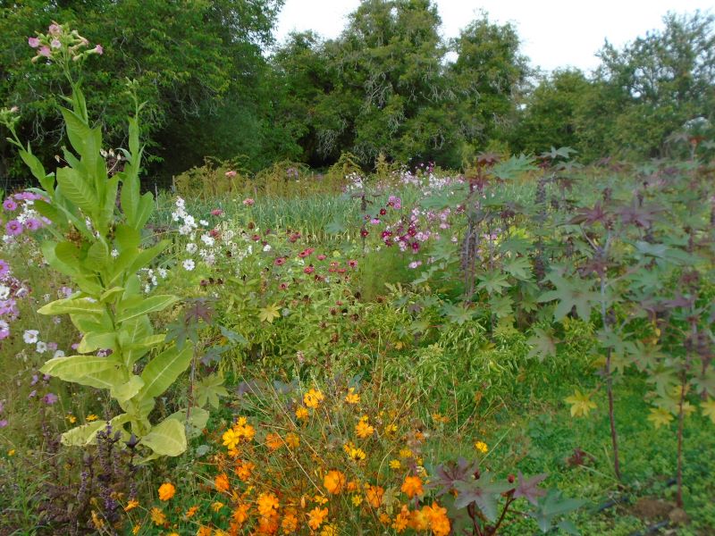 colores de la huerta veroño_9