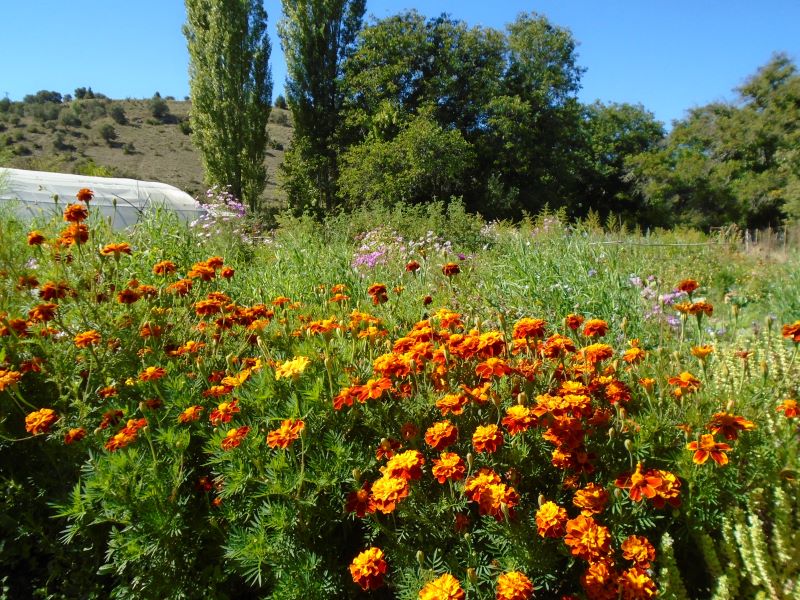 colores de la huerta veroño_18