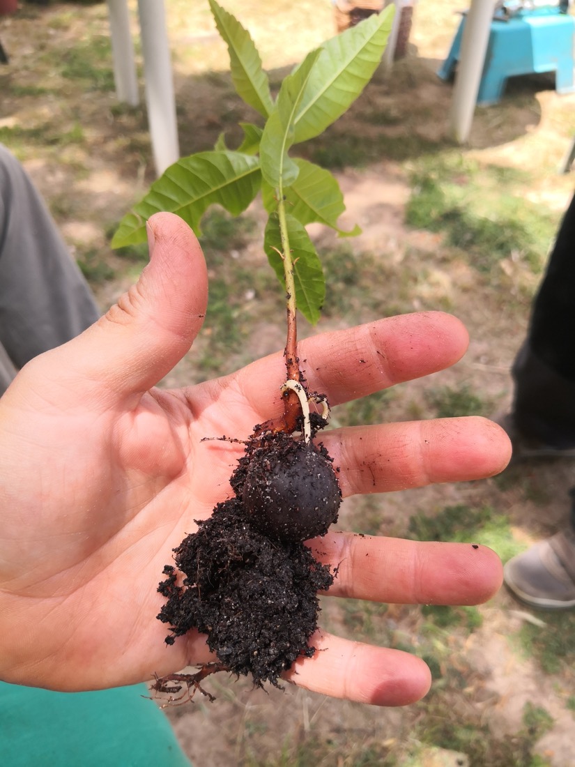 Castaño germinado