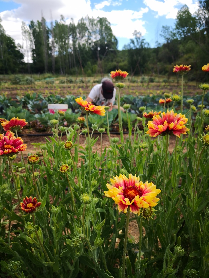 Flores en la huerta