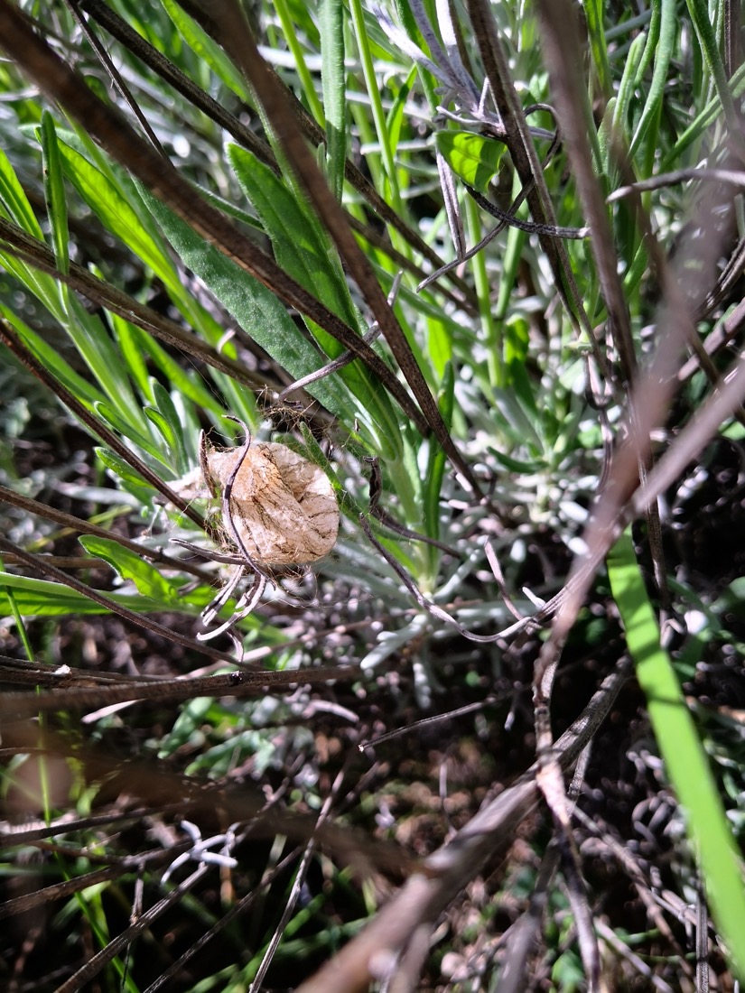 Nido de araña tigre